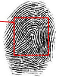 Fingerprint Scanner: MorphoAccess Lite